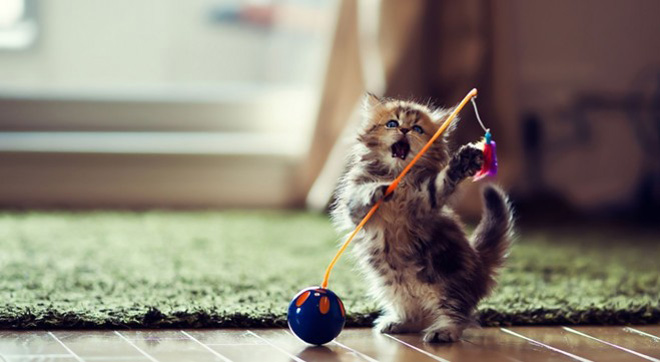 新手养猫铲屎官攻略,猫咪铲屎官新手教程