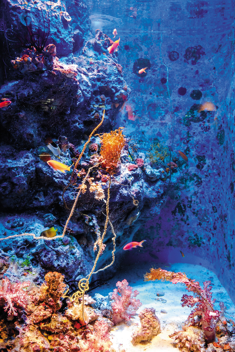 冲绳和夏威夷的区别,日本的夏威夷冲绳