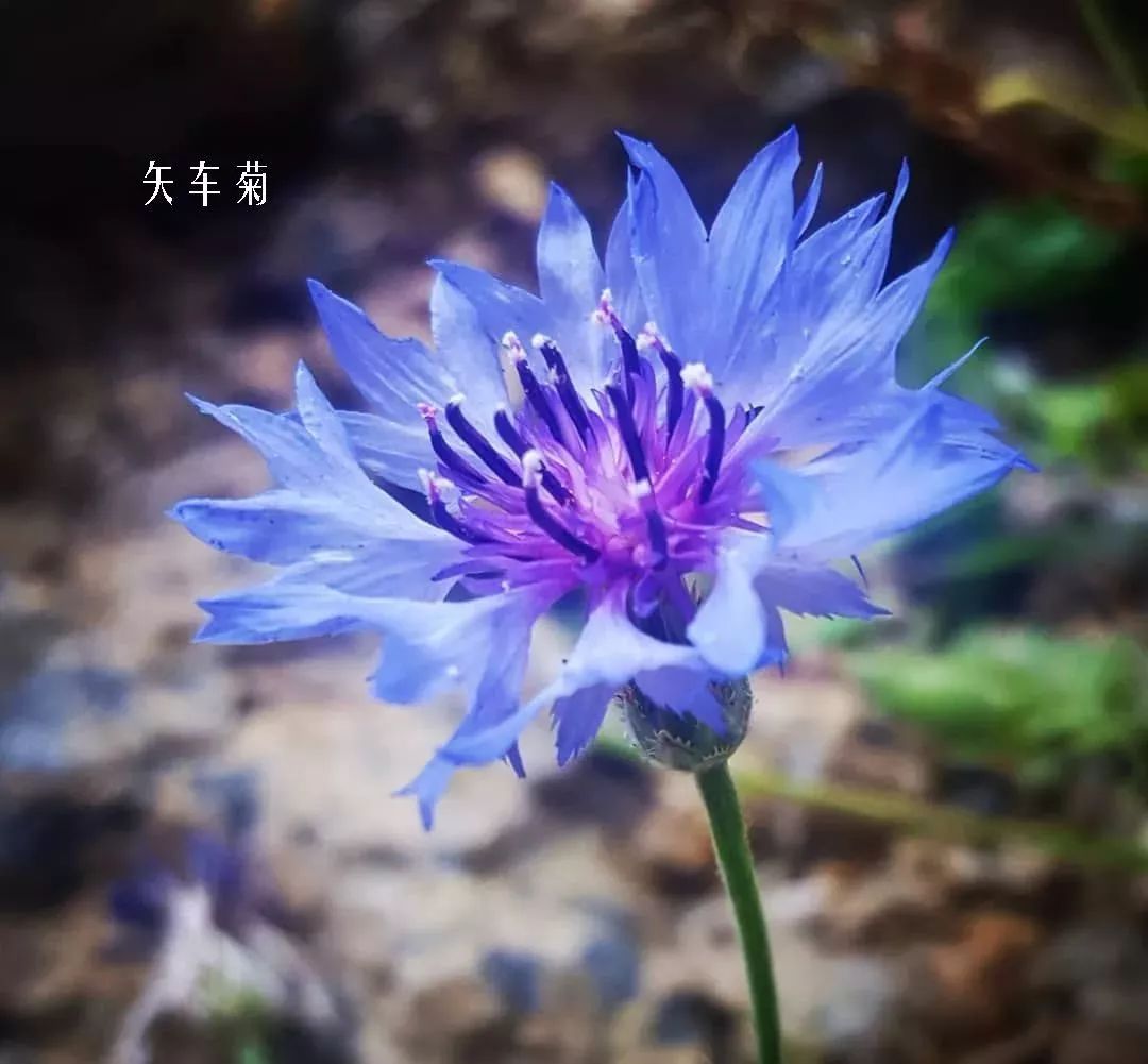 花店里同款的两种不同价格的花材,花店最容易被顾客误解的几种花材