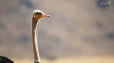 9.9恋爱游戏,9.9分恋爱番