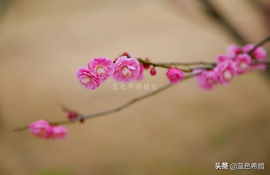 拍梅花构图技巧,梅花拍人物照姿势技巧大全