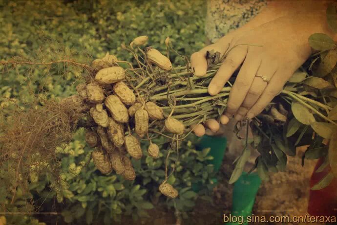 机器铃砍菜刀原版视频,机器铃砍菜刀啥意思