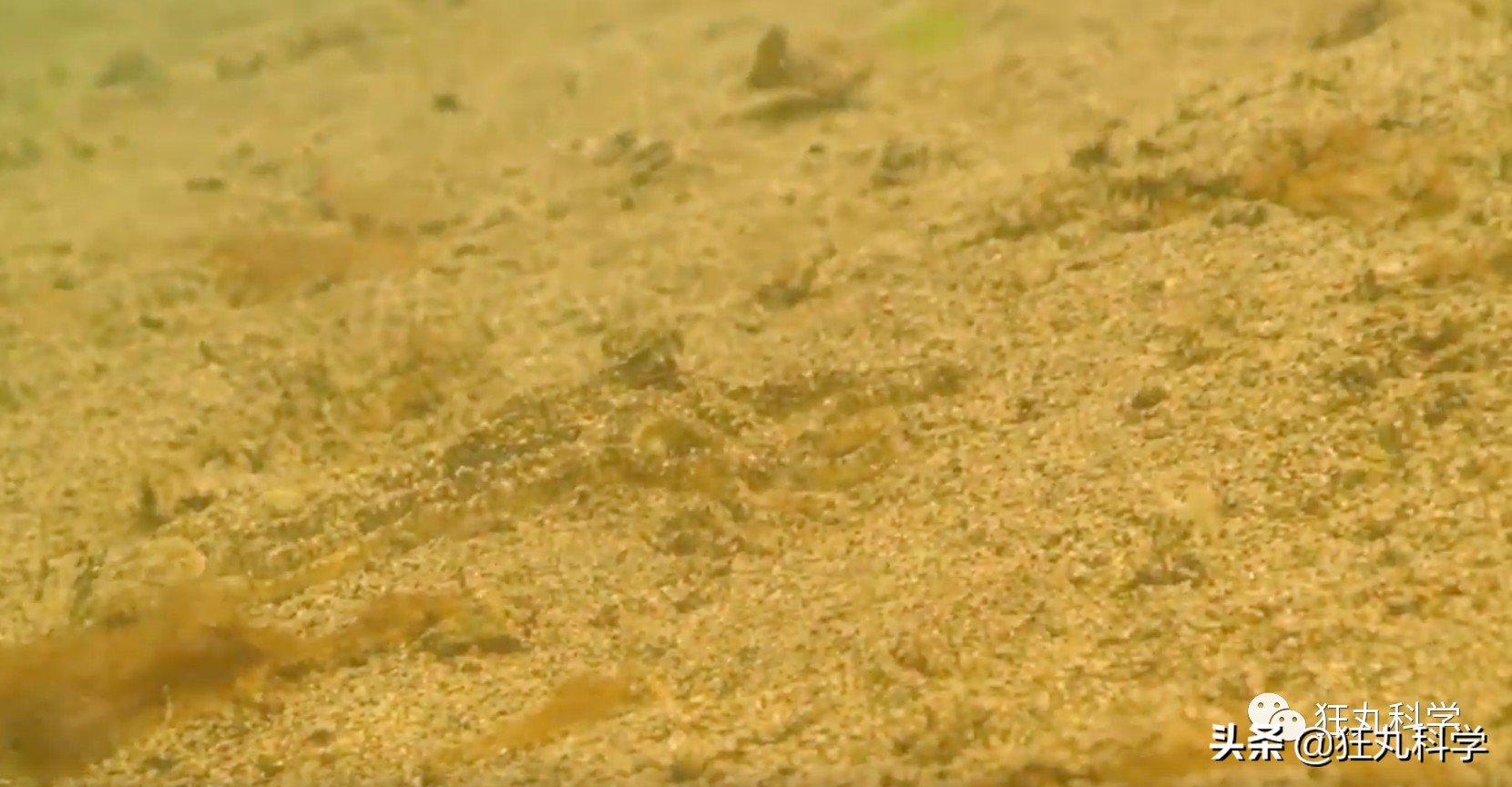 看完章鱼两条腿跑路的样子，我差点信了它是外星人后代