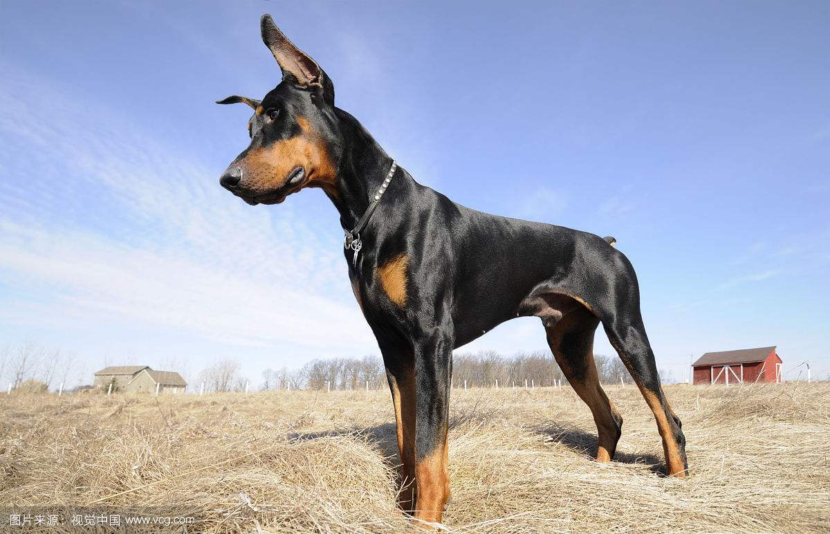 德国牧羊犬vs杜宾犬，谁更厉害？为什么很多人喜欢德牧？