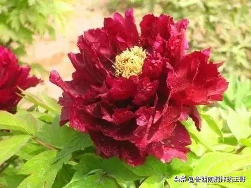 牡丹十大品种九大花系,牡丹进口品种图片及名称