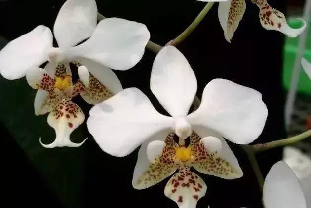 史上最全的兰花鉴赏,兰花品种之精品欣赏