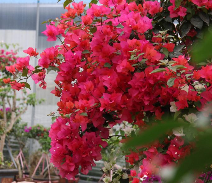 今年三角梅最火的品种,三角梅的品种图片及名称