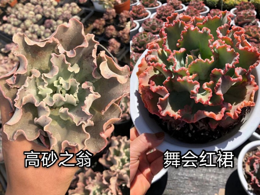 让人脸盲容易混淆的多肉品种10组，这些你都能分得清楚吗？