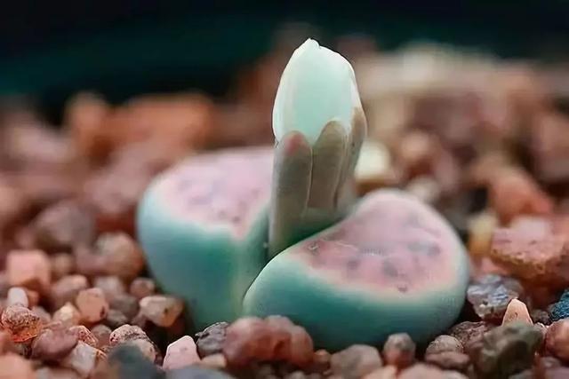 多肉生石花好看视频,多肉生石花开图