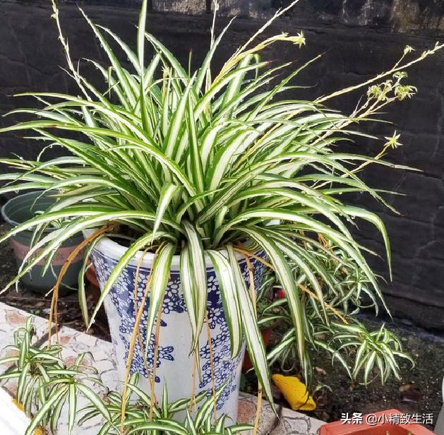 吊兰绿植盆栽黄叶怎么办,养了一年的吊兰爆盆了怎么修剪