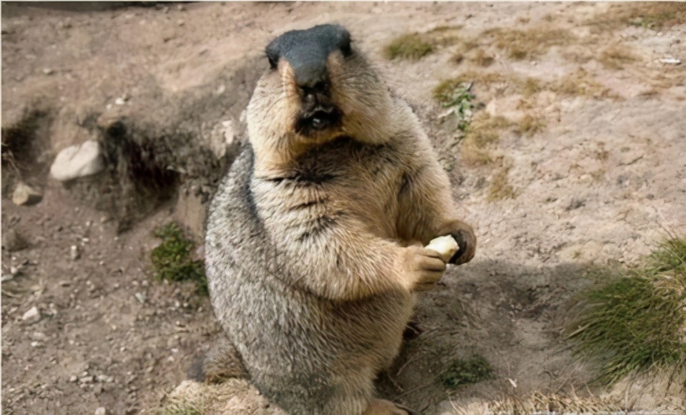 身边到处是天敌，依旧泛滥成灾！旱獭：菜鸡的快乐你不懂