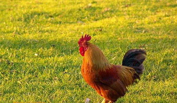 新城疫前期鸡的症状,新城疫鸡病用什么药治疗较快