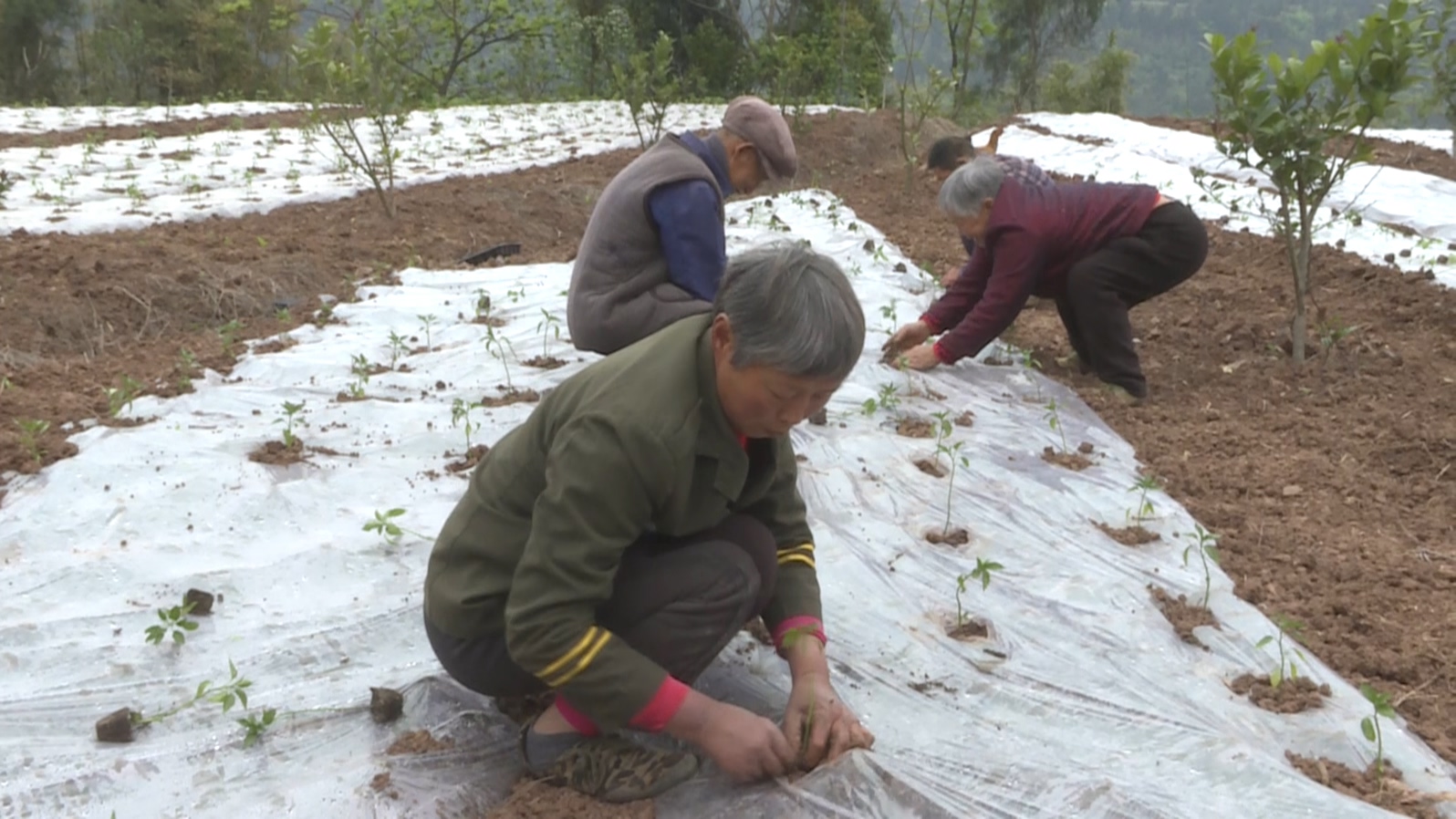 佛门：林下套种让土地生“金”