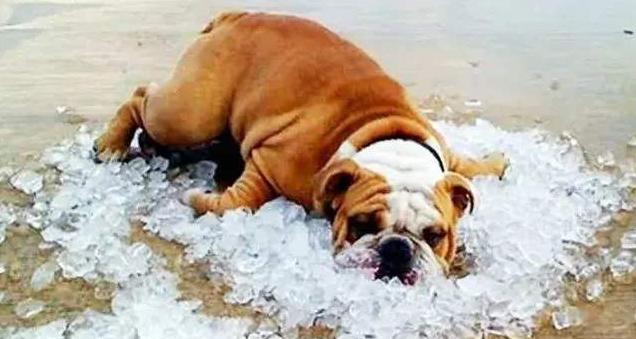 狗狗中暑后体温下降怎么回事,气温多高狗狗中暑怎样抢救