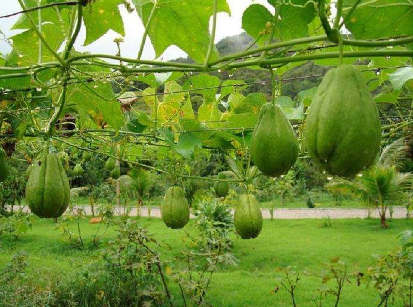 佛手瓜怎么栽培才能长出来,佛手瓜种植方法和注意事项大全