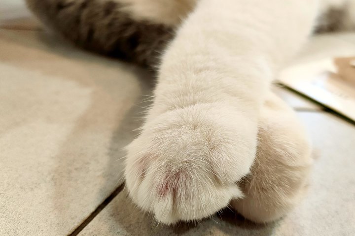 opporenoace最新测评,opporenoace手机对比评测