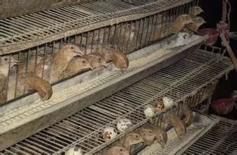 10000只鹌鹑养殖大概要多少个平方,鹌鹑养殖赚钱吗