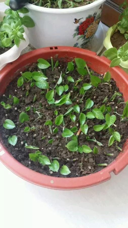 君子兰砍一刀留几公分,君子兰砍了一刀就开花了