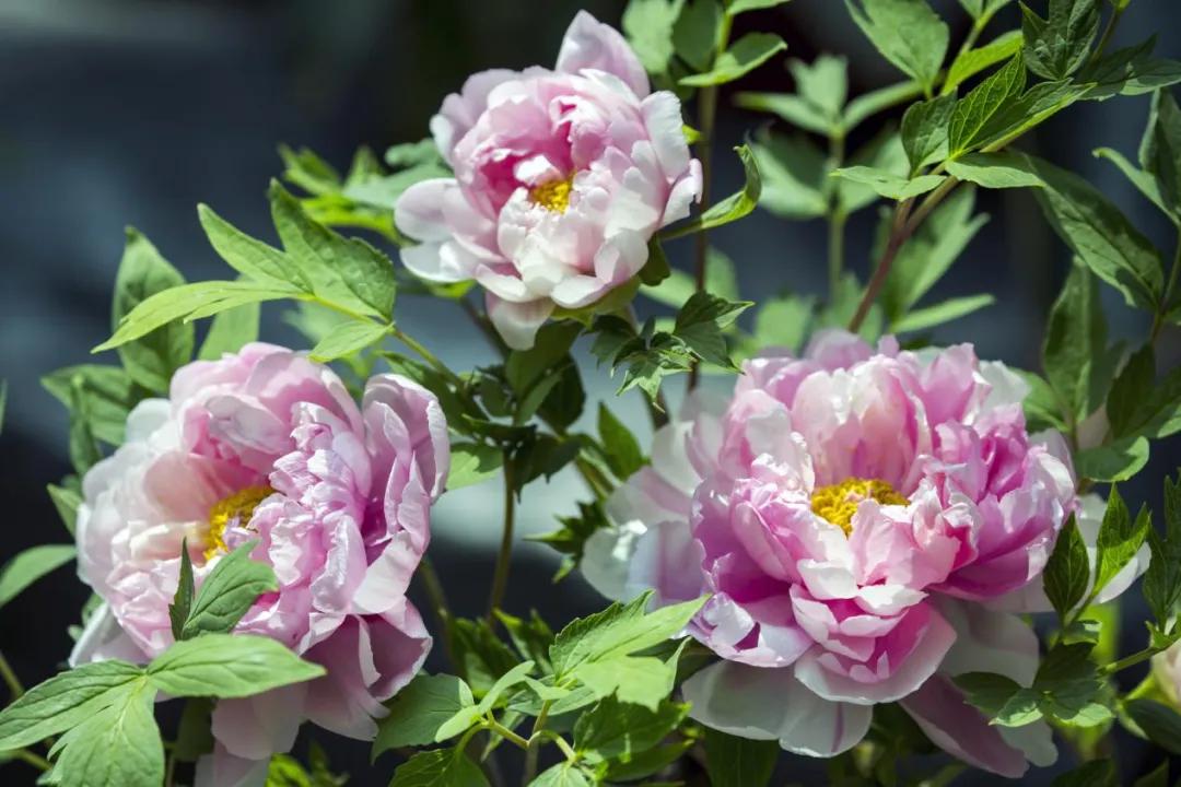 谷雨节气应注意什么,谷雨节气谷雨养生要注意什么