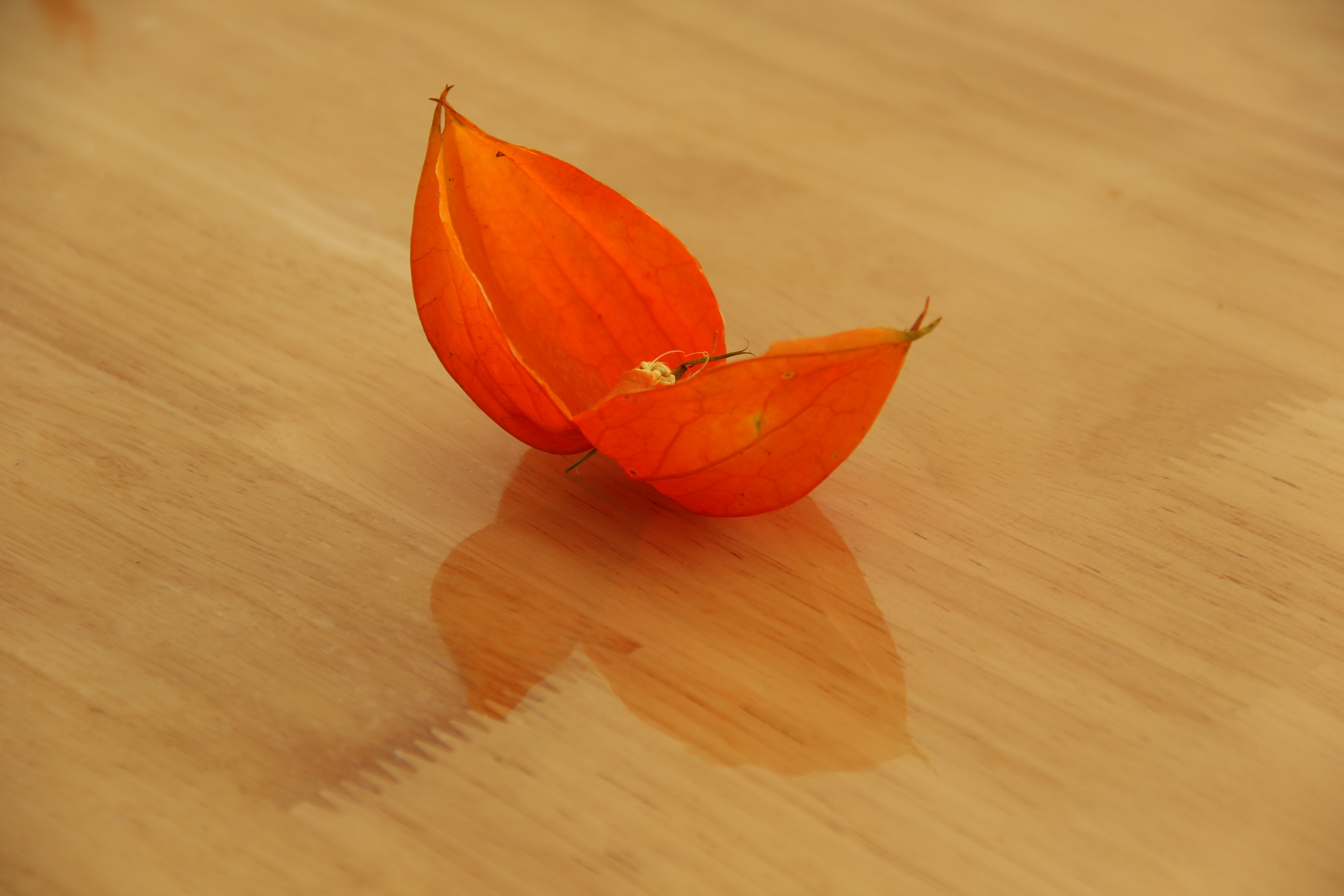 东北红姑娘图片大全,东北红姑娘种植技术