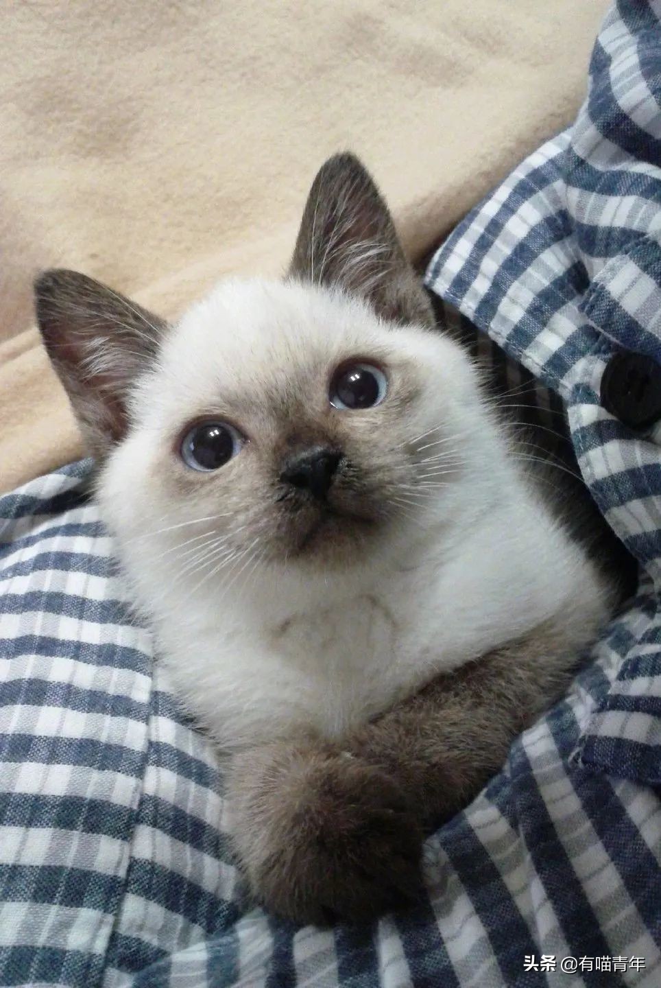 橘猫为什么是魔鬼,橘猫的恐怖之处