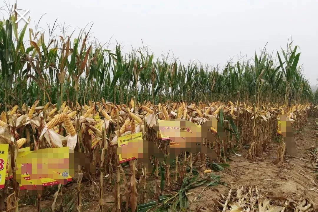 2020年啥时候玉米挂牌,玉米啥时候挂牌