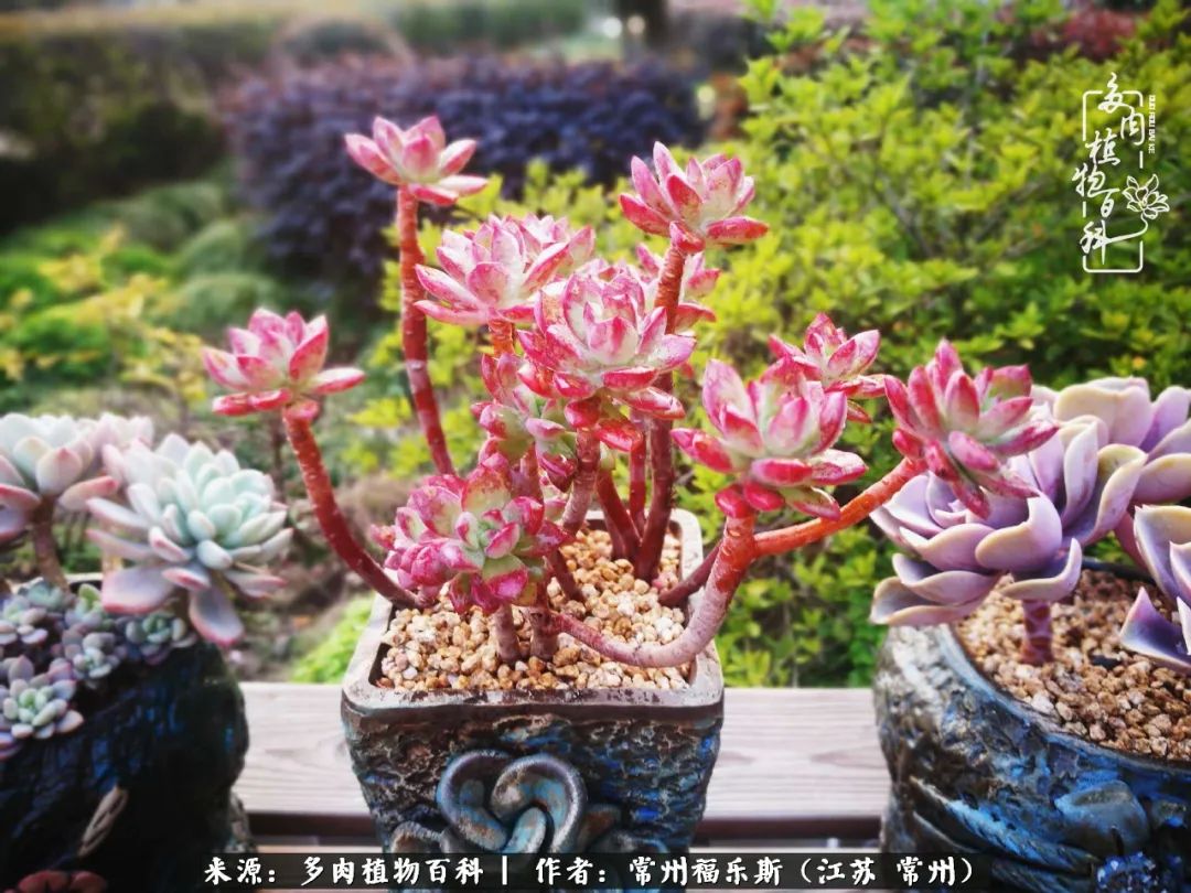 多肉是一处景物吗,多肉也有一道靓丽的风景