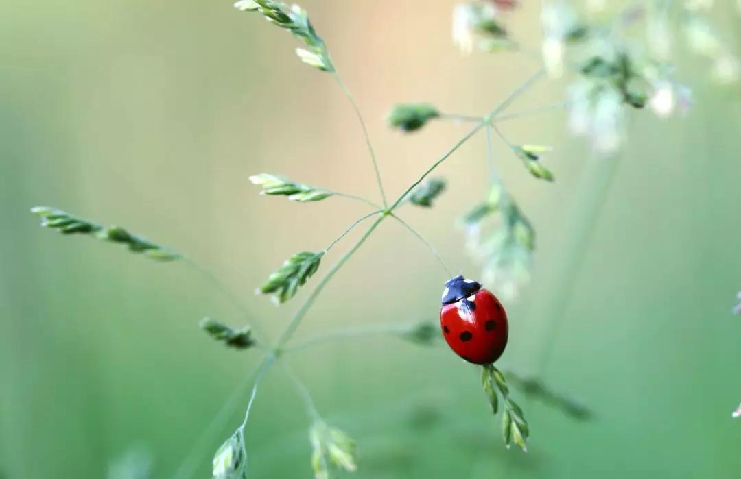 好看的鞘翅目昆虫图片,世界上最罕见的昆虫摄影