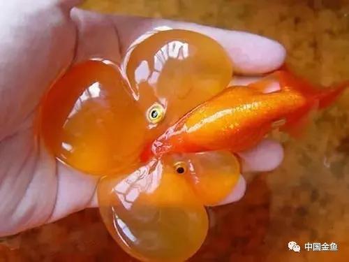 史上最贵的金鱼是什么样的,最贵的金鱼排行榜前十名