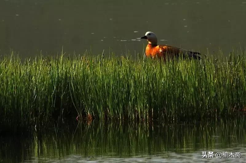 山水谢灵运诗词,李白秋登宣城谢脁北楼原诗详解