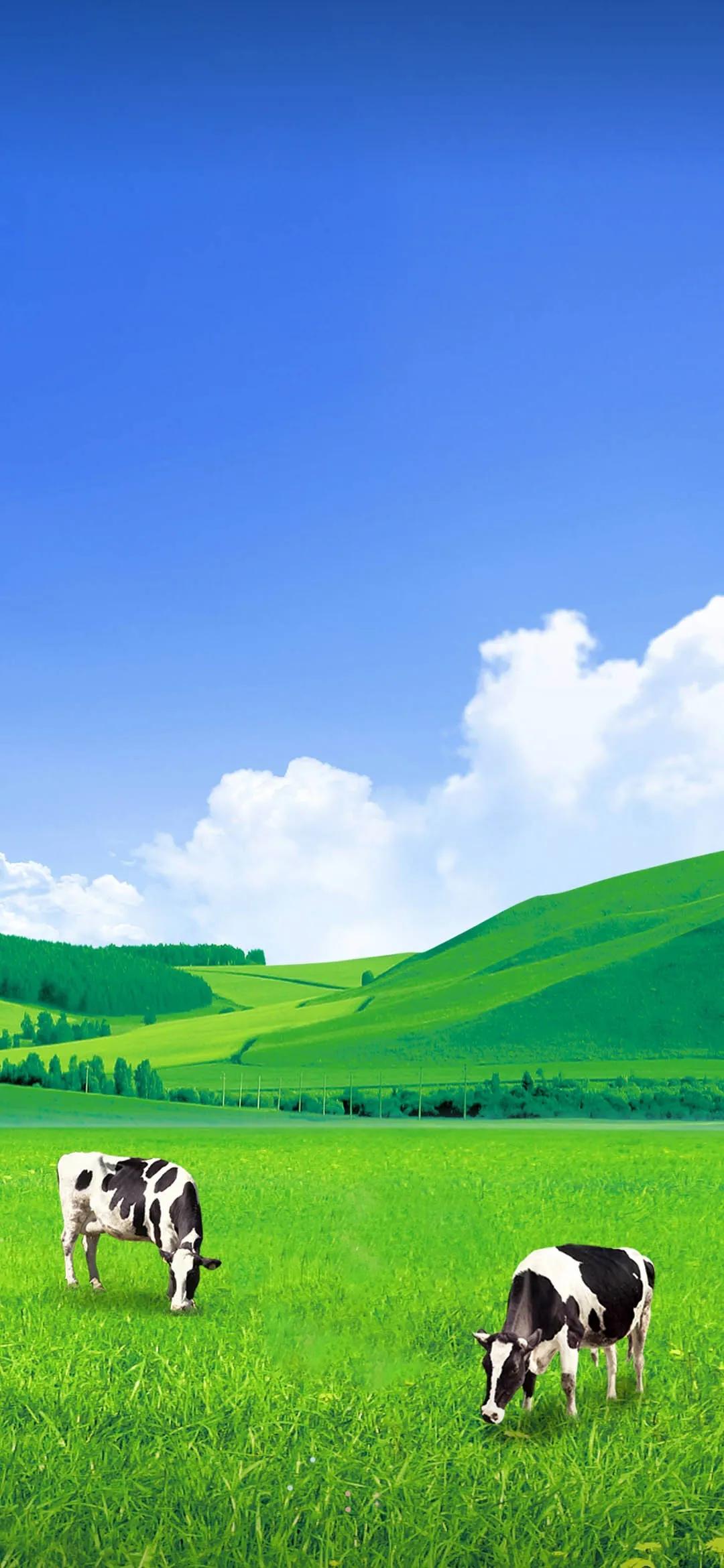 精美手机壁纸真是太美了,清晰到极致的手机壁纸图