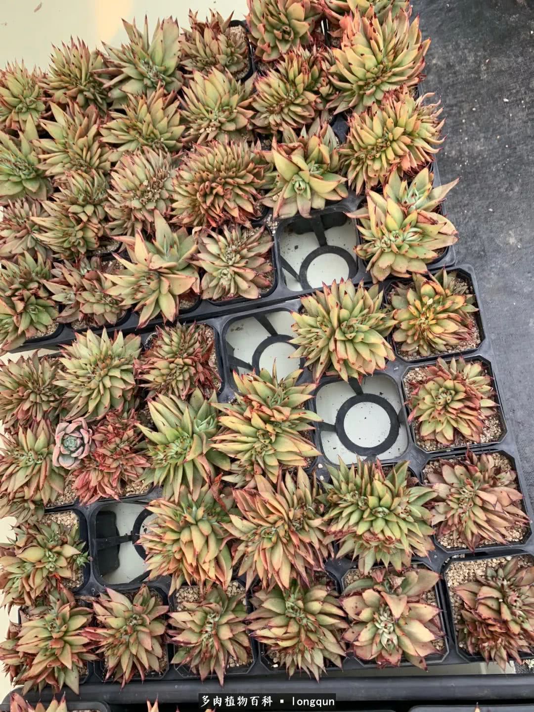 肉叔带你走遍韩国多肉大棚,记一次精彩的采摘之旅