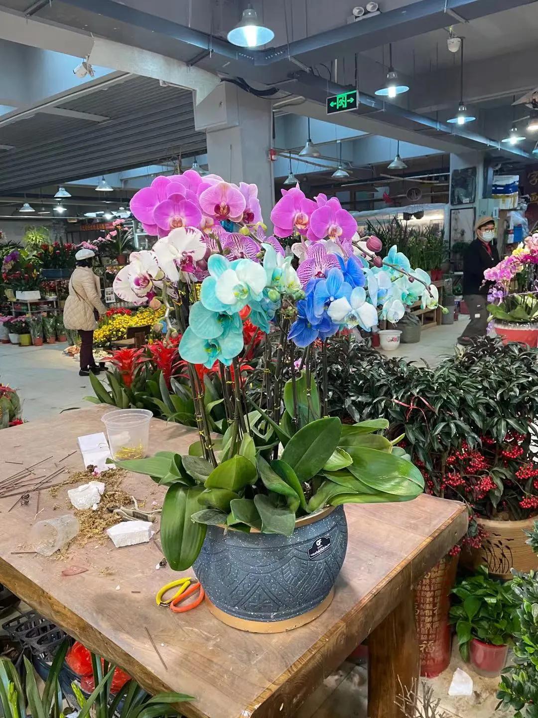 实拍青岛花卉市场！你每年都会选购哪些品种的年宵花呢？