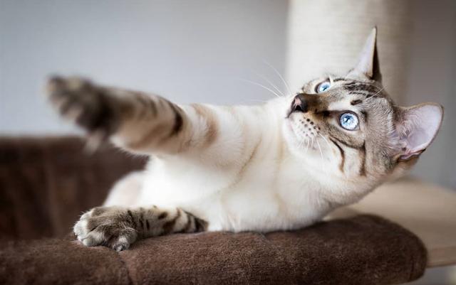 八种方法如何捡到可爱的小奶猫,捡到小奶猫怎么处理不能养