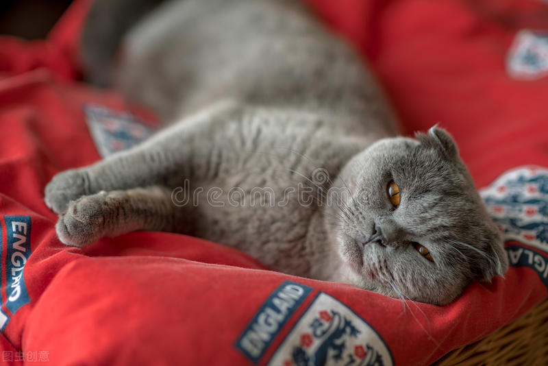 猫咪调皮治疗方法,猫咪顽皮阶段