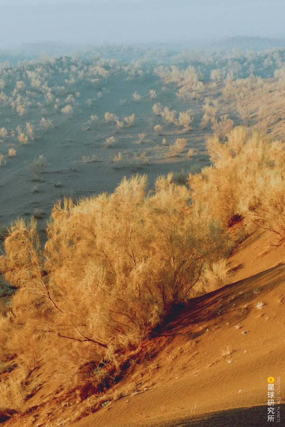 中国植树造林面积,中国植树造林成果国外有什么看法
