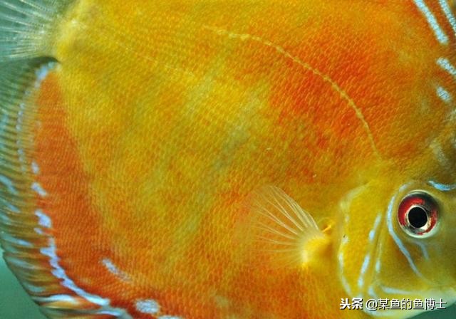 热带鱼除菌药,热带鱼寄生虫治疗