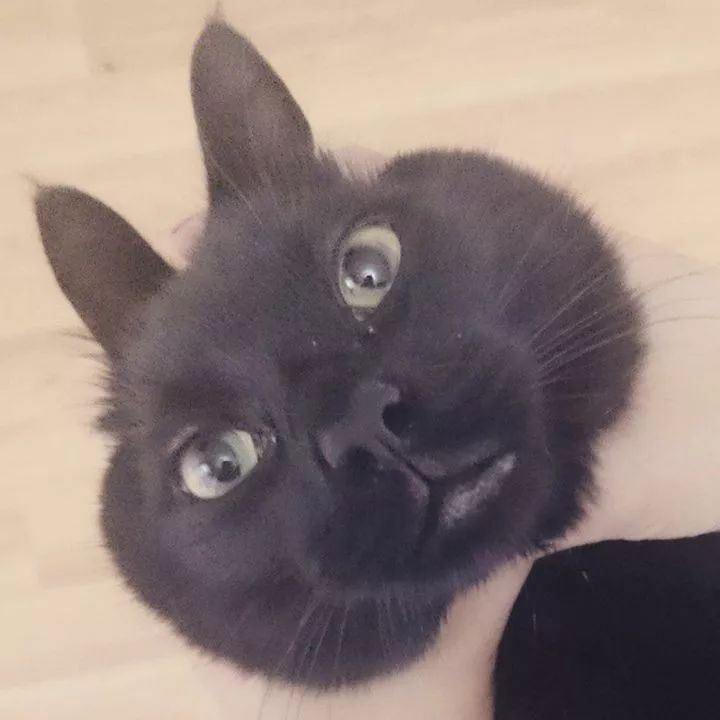 黑猫真的能看到人看不到的东西吗,黑猫真的有那么可怕吗