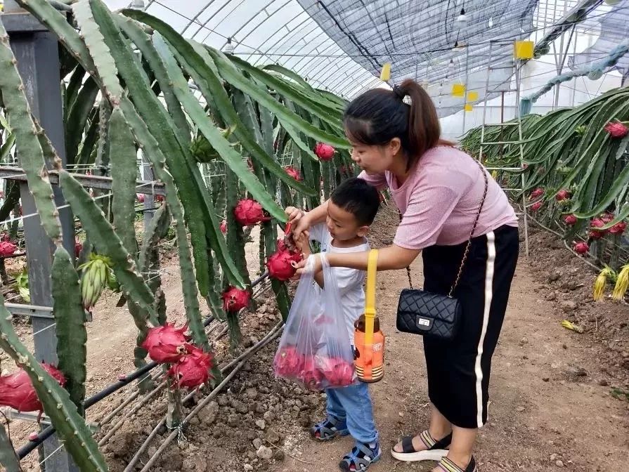 中国四大火龙果种植基地,火龙果最大的种植基地在哪里