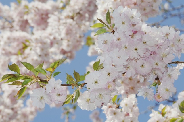 樱花和樱桃有没有关系,樱花与樱桃有什么关系