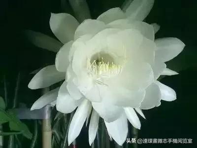 各种花的花语文案,花的花语100种