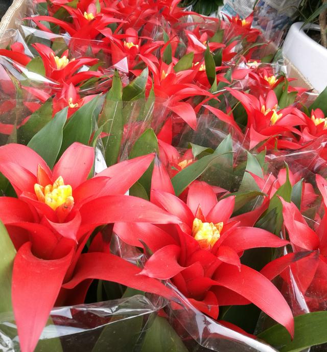 公司开业送什么盆栽植物,新店开业送什么易活盆栽植物