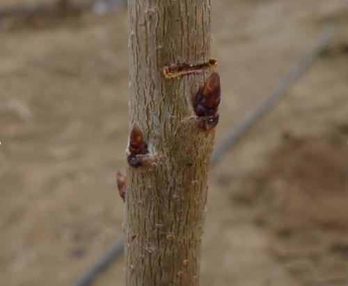 果树出现弱芽或隐芽如何补救,果树出冬芽怎么处理