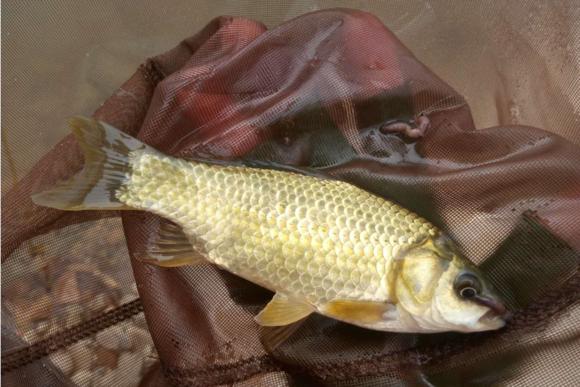 自制竹子鱼竿教程钓鲫鱼,自制鱼竿钓小鱼方法与技巧