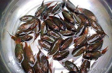 十种最好吃的河鲜,最常见美味的河鲜