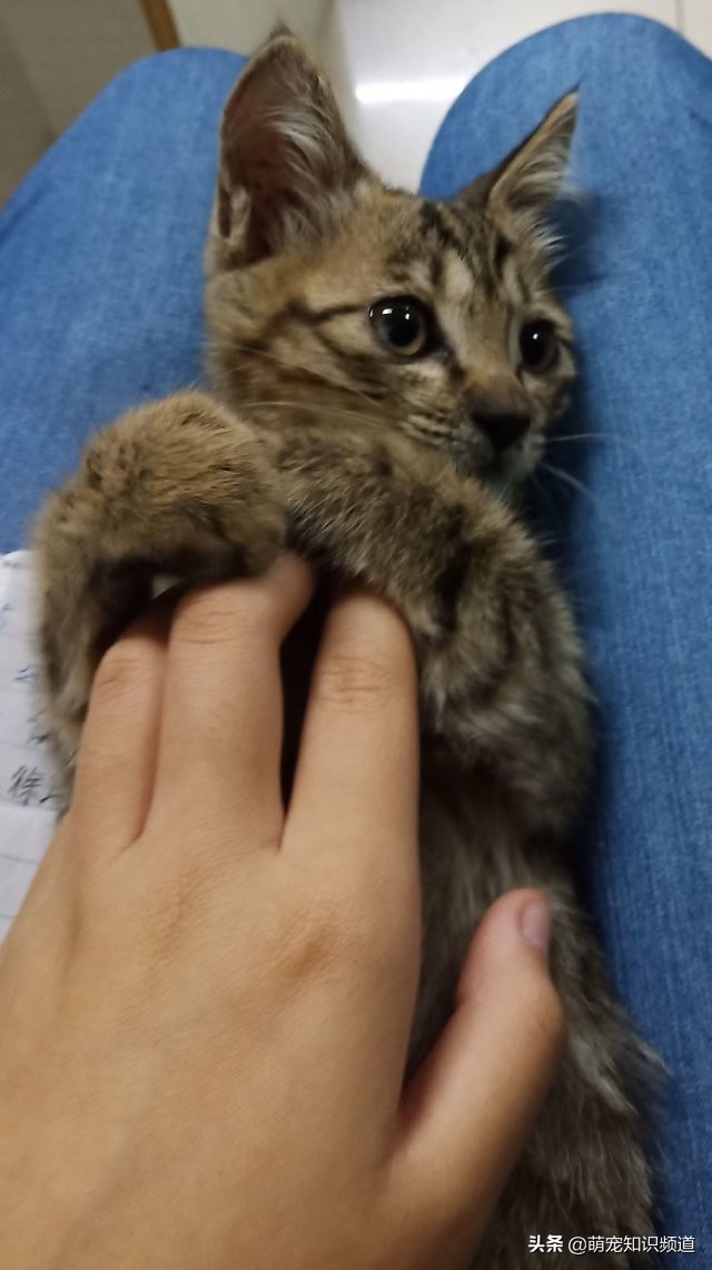 猫咪在家里到处尿尿怎么办,猫咪在家警惕性太高怎么办