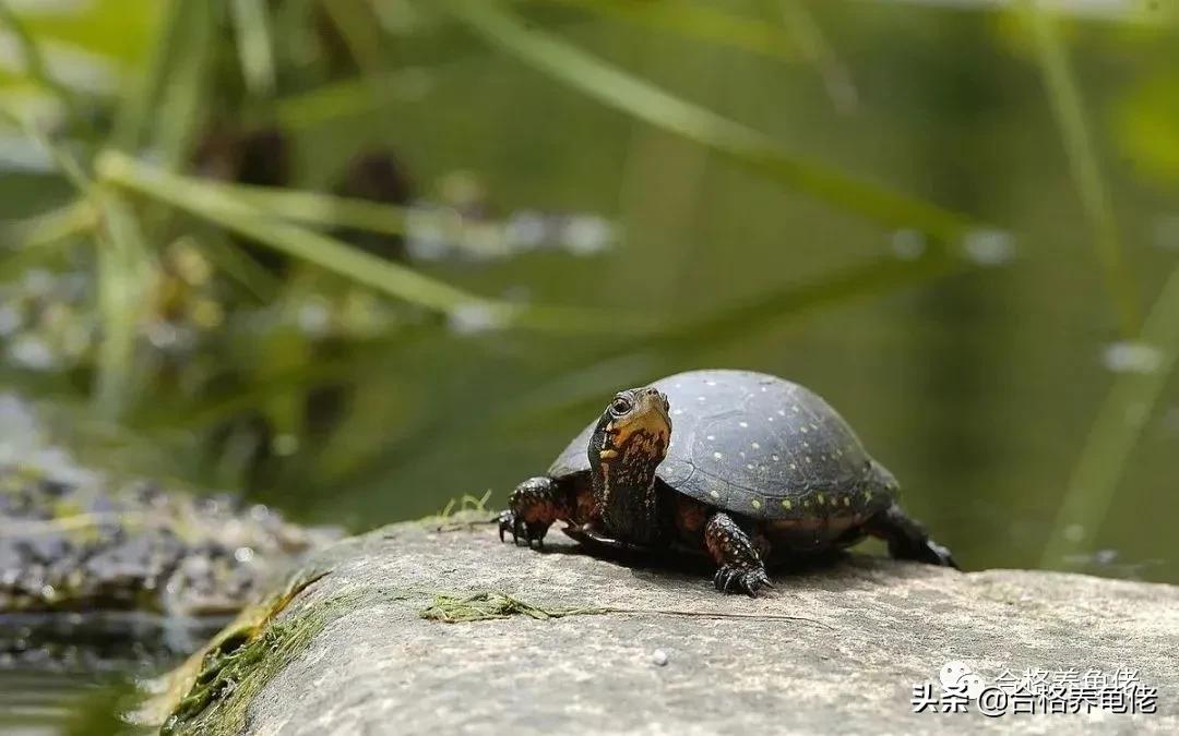 仿野环境养龟,仿野养龟