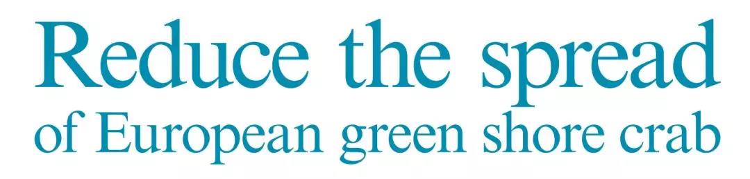 澳洲抓超大青蟹,澳洲青蟹捕捉