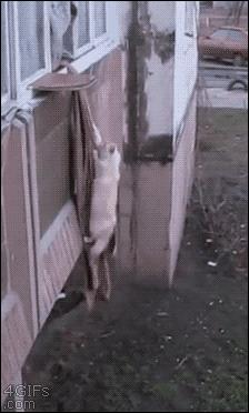 开心一刻gif爆笑,开心一刻gif搞笑动图