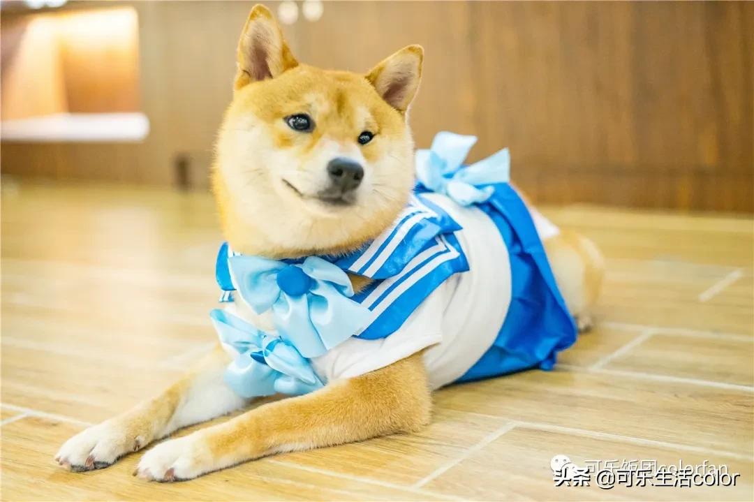 广州撸柴胜地！仲有怀旧零食、游戏室激萌柴犬周边